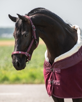 Halfter-Set Bordeaux