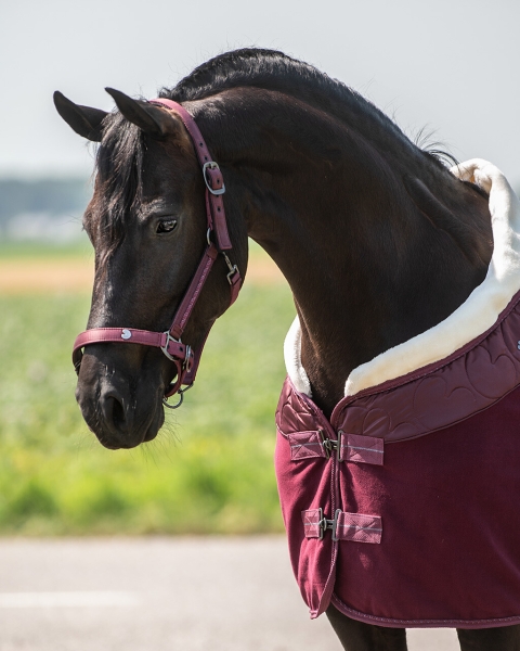 Halfter-Set Bordeaux